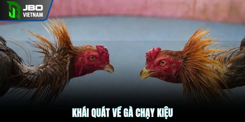 Khái quát về gà chạy kiệu