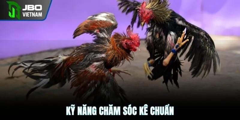 Kỹ năng chăm sóc kê chuẩn